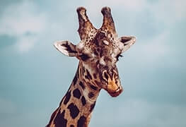 image: giraffe