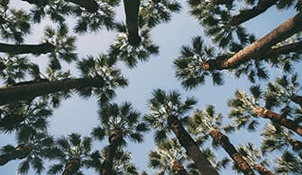 image: palms